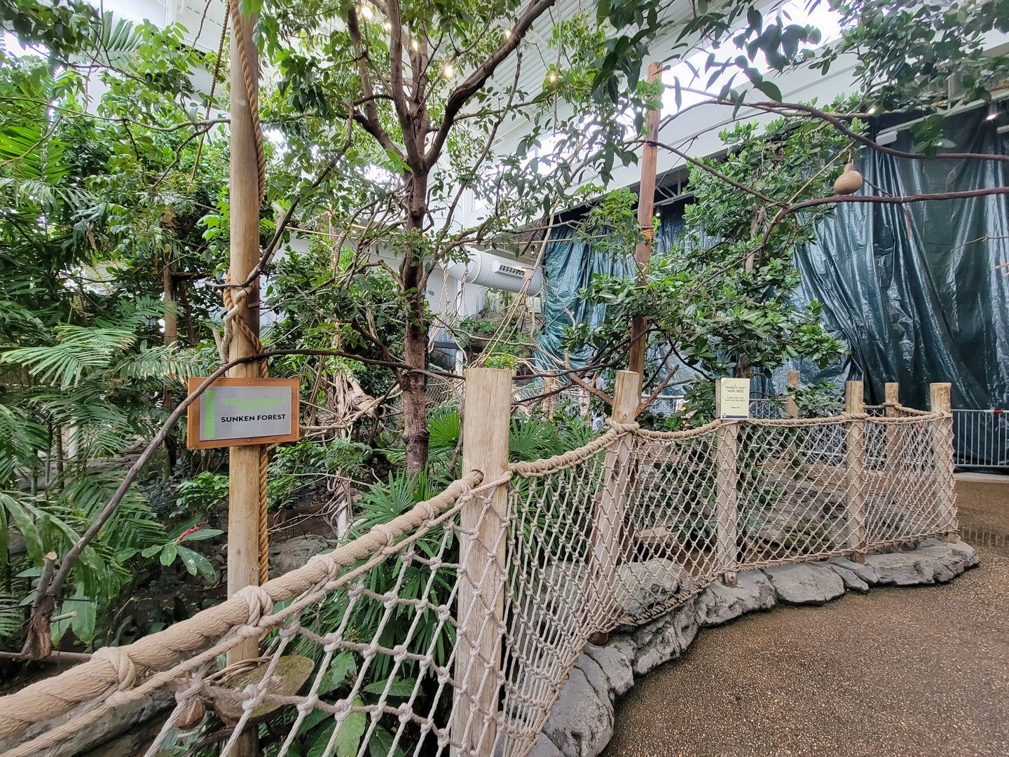 RWPZ 7/22 - Inside Faces of the Rainforest