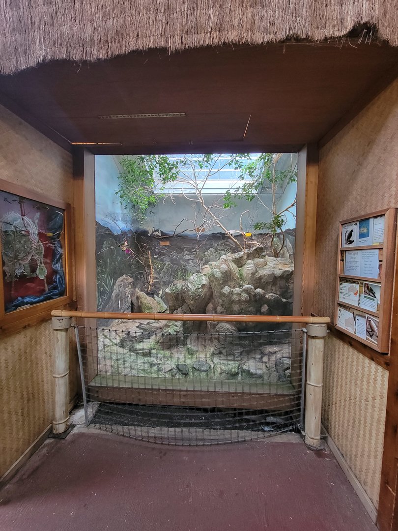 RWPZ 7/22 - Jambu fruit dove, eastern rosella, Bali mynah