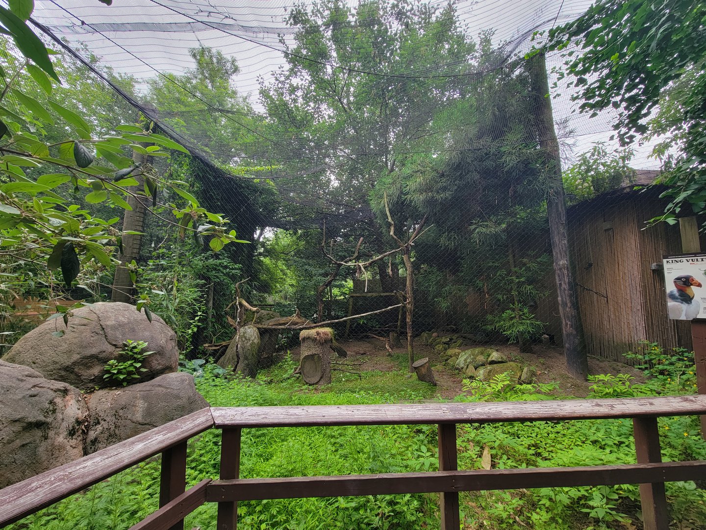 RWPZ 7/22 - King vulture