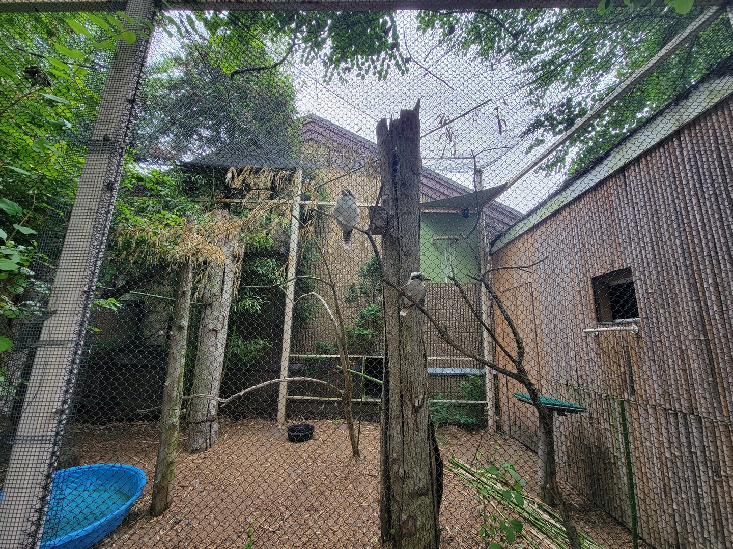 RWPZ 7/22 - Laughing kookaburra