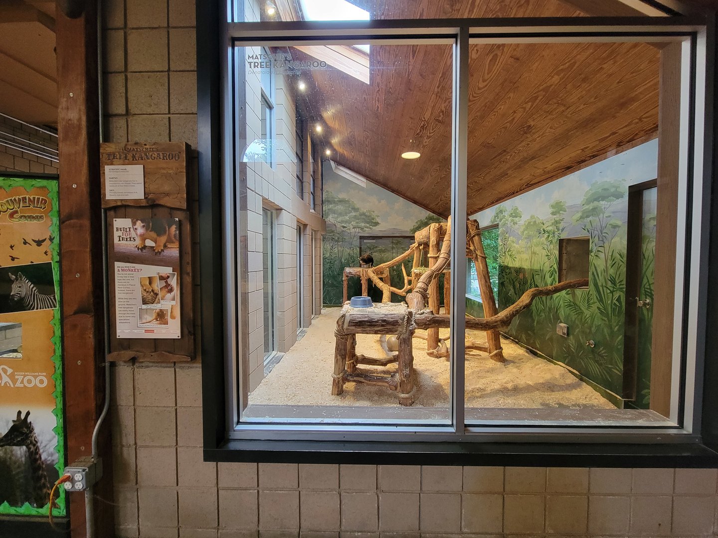 RWPZ 7/22 - Matschie's tree kangaroo, from end