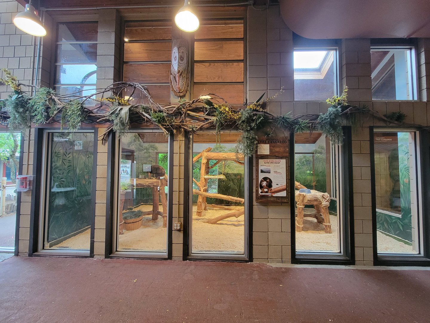 RWPZ 7/22 - Matschie's tree kangaroo