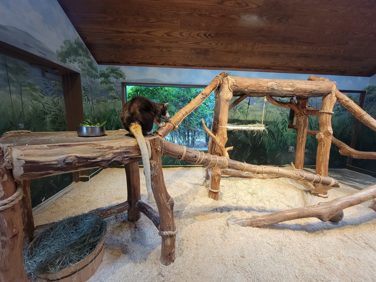 RWPZ 7/22 - Matschie's tree kangaroo