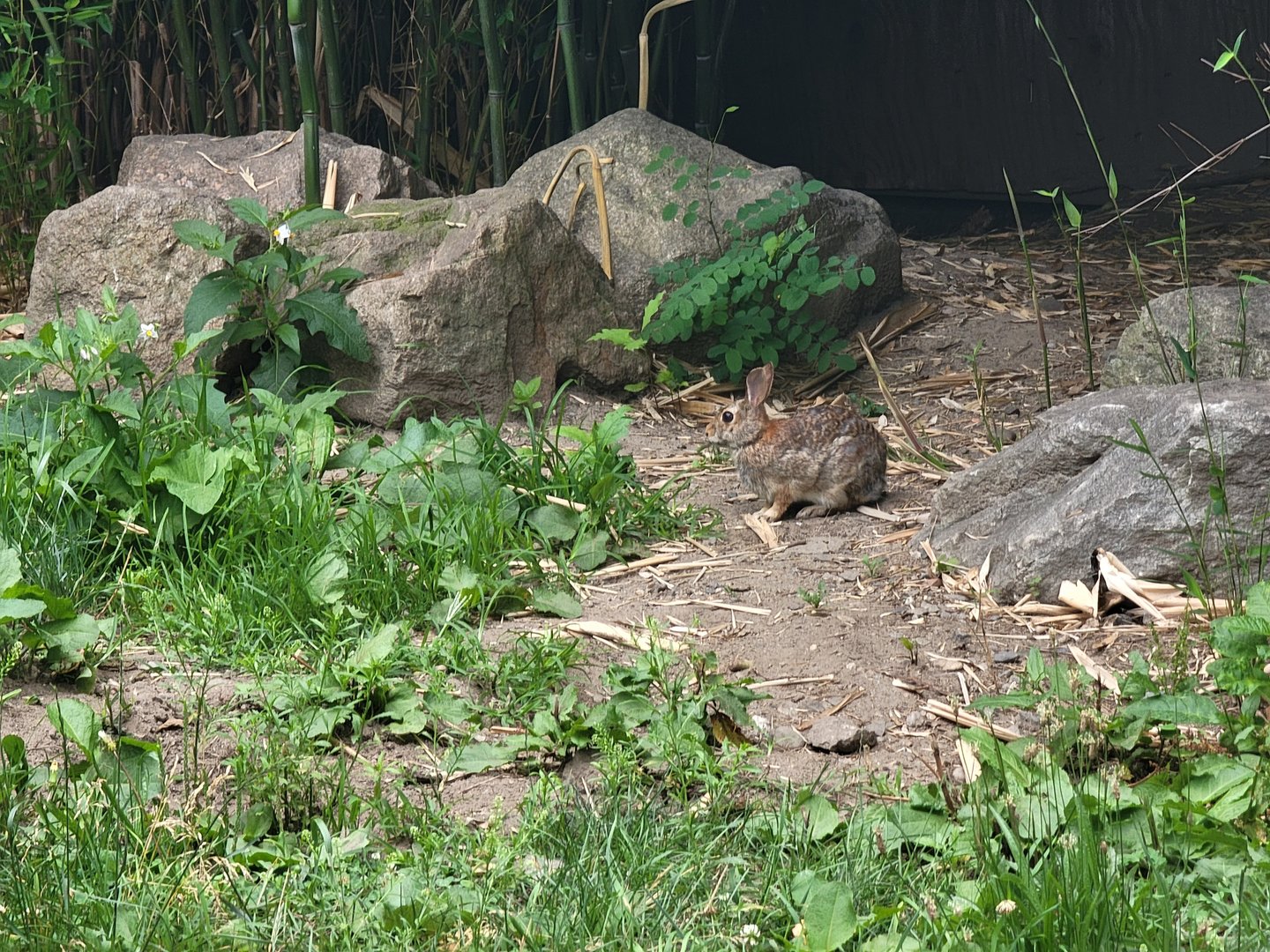 RWPZ 7/22 - No anteaters out, but there was a rabbit