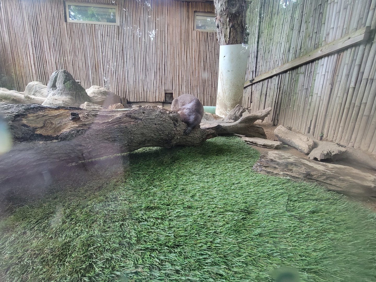 RWPZ 7/22 - North american river otters