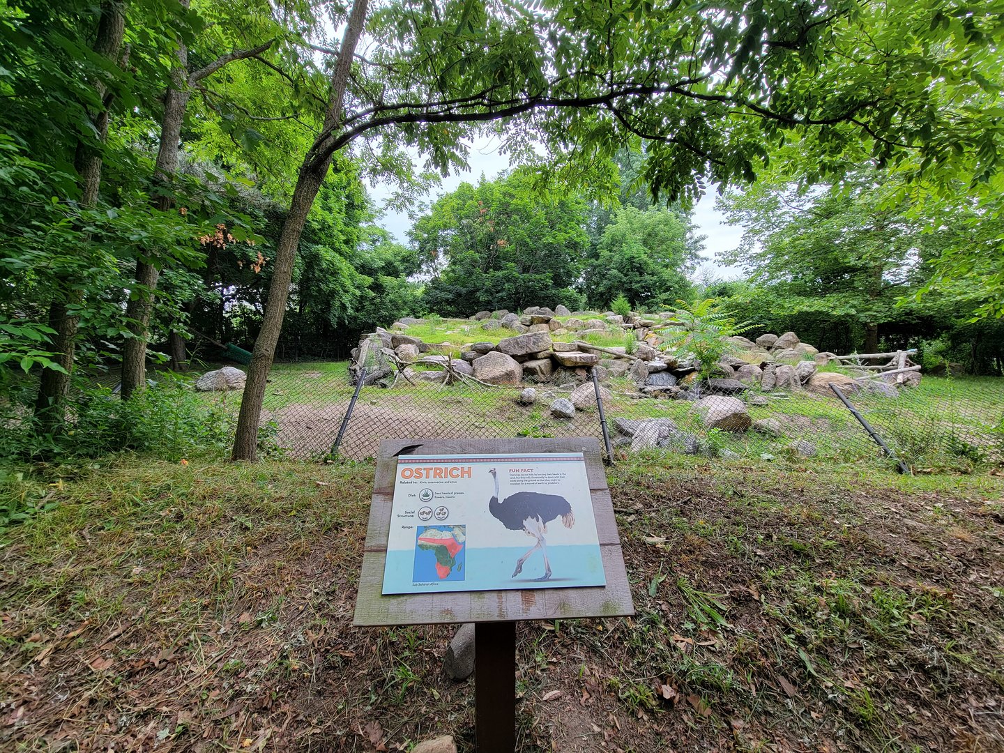 RWPZ 7/22 - Ostriches