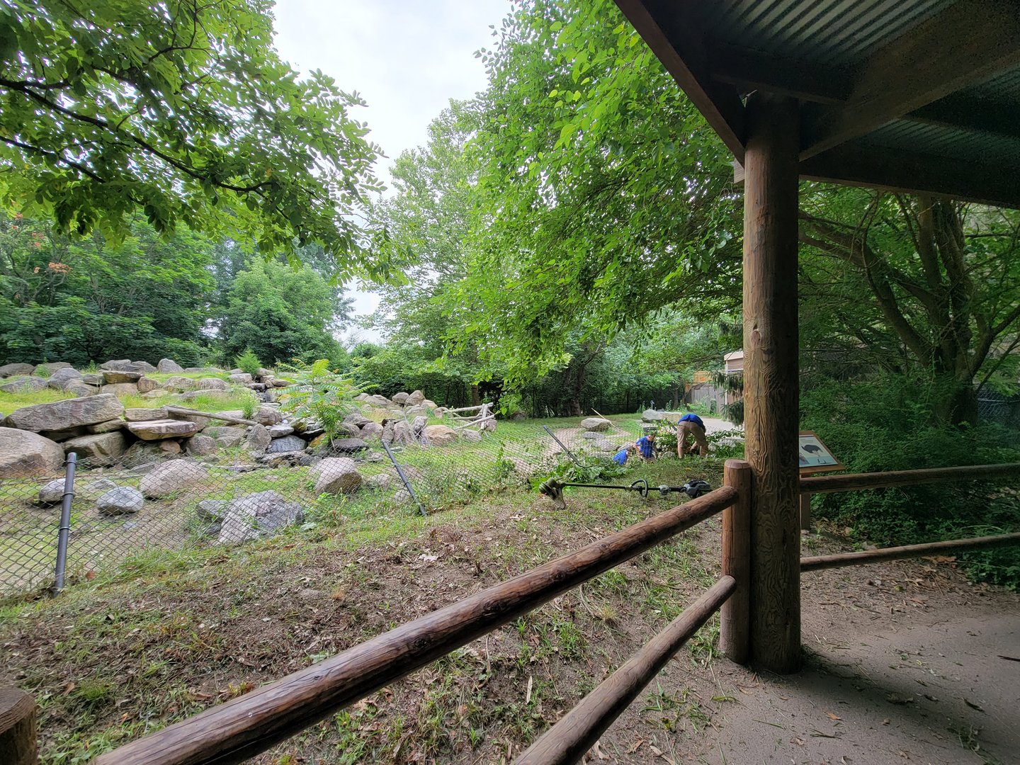 RWPZ 7/22 - Ostriches