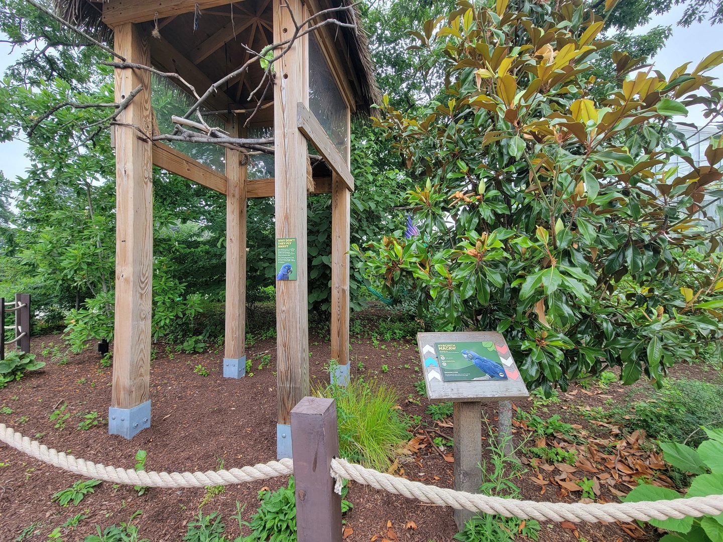 RWPZ 7/22 - Outside Faces of the Rainforest, Hyacinth macaw area (empty)