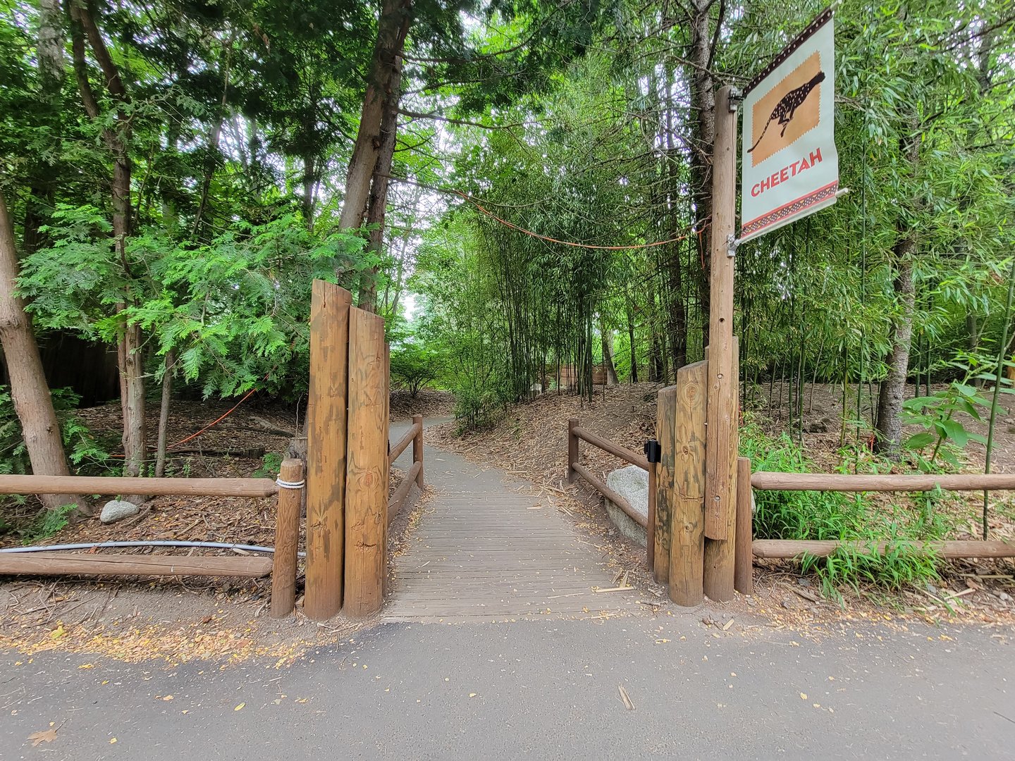 RWPZ 7/22 - Path from cheetah viewing