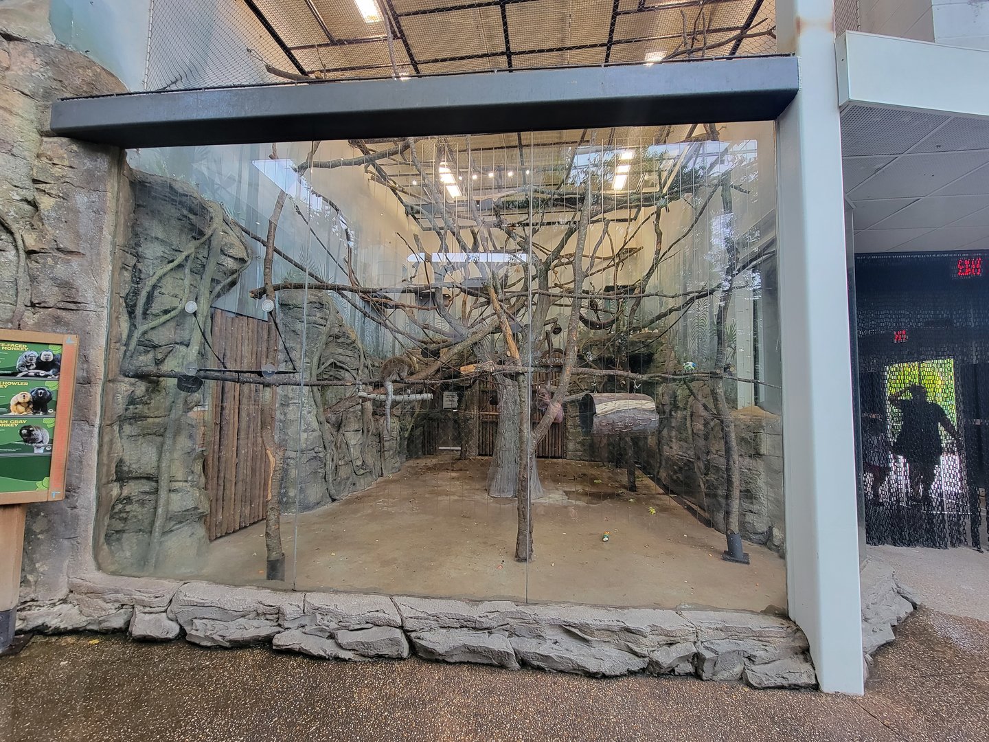 RWPZ 7/22 - Primate exhibit, Bolivian grey titi monkeys