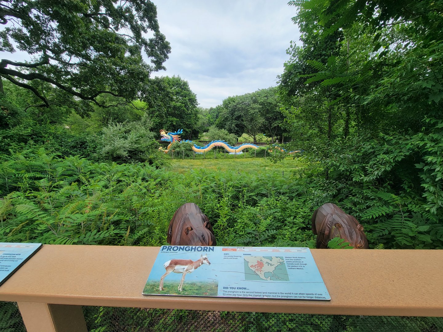 RWPZ 7/22 - Pronghorn & wild turkey