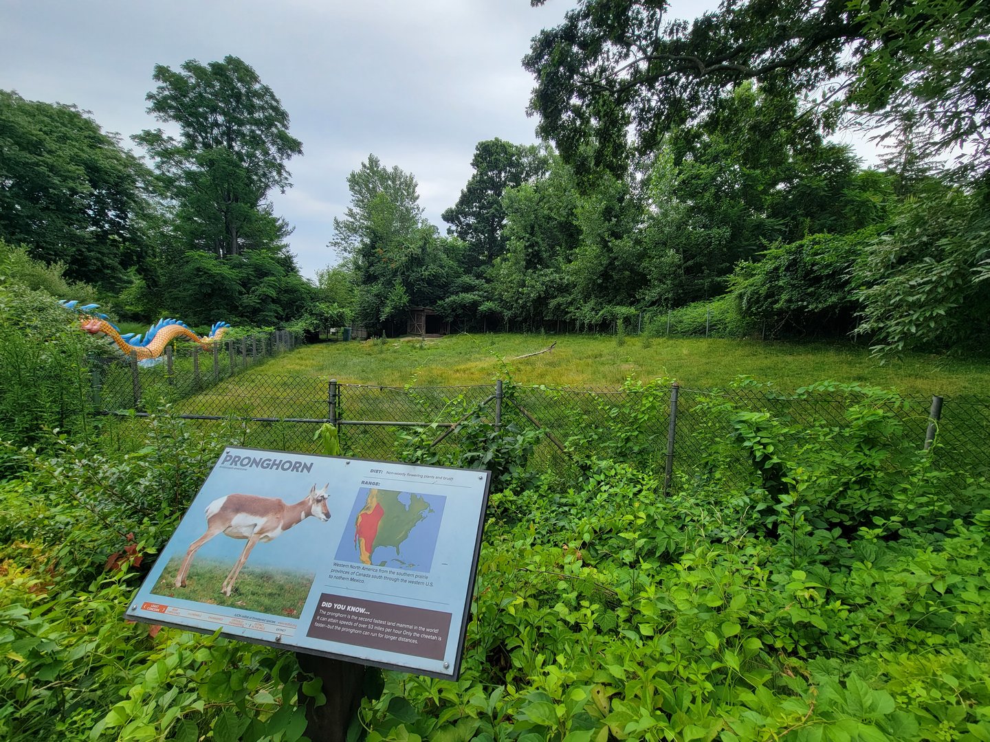 RWPZ 7/22 - Pronghorn & wild turkey