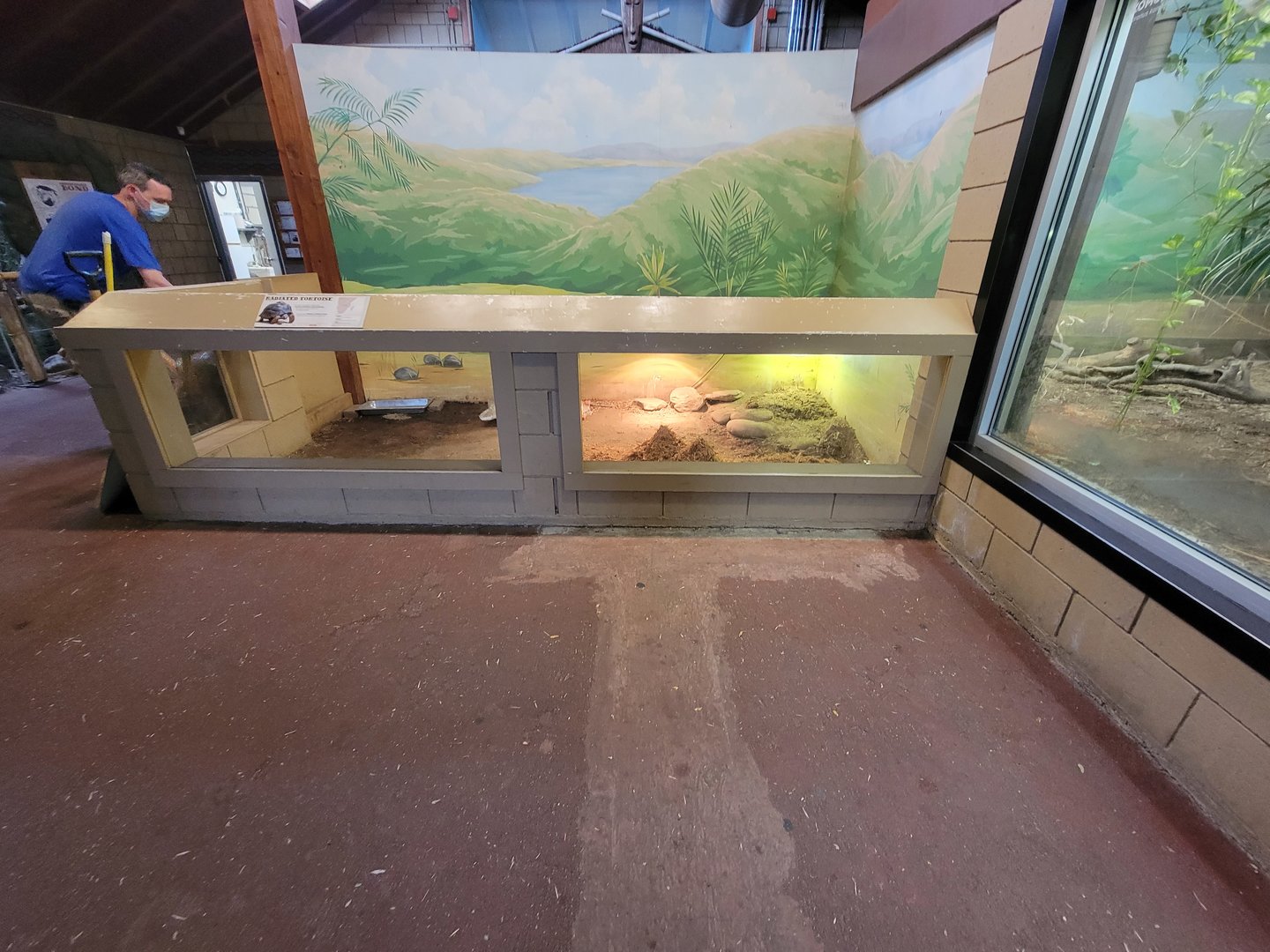 RWPZ 7/22 - Radiated tortoises indoor area