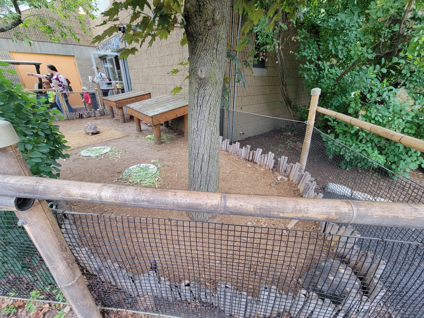 RWPZ 7/22 - Radiated tortoises