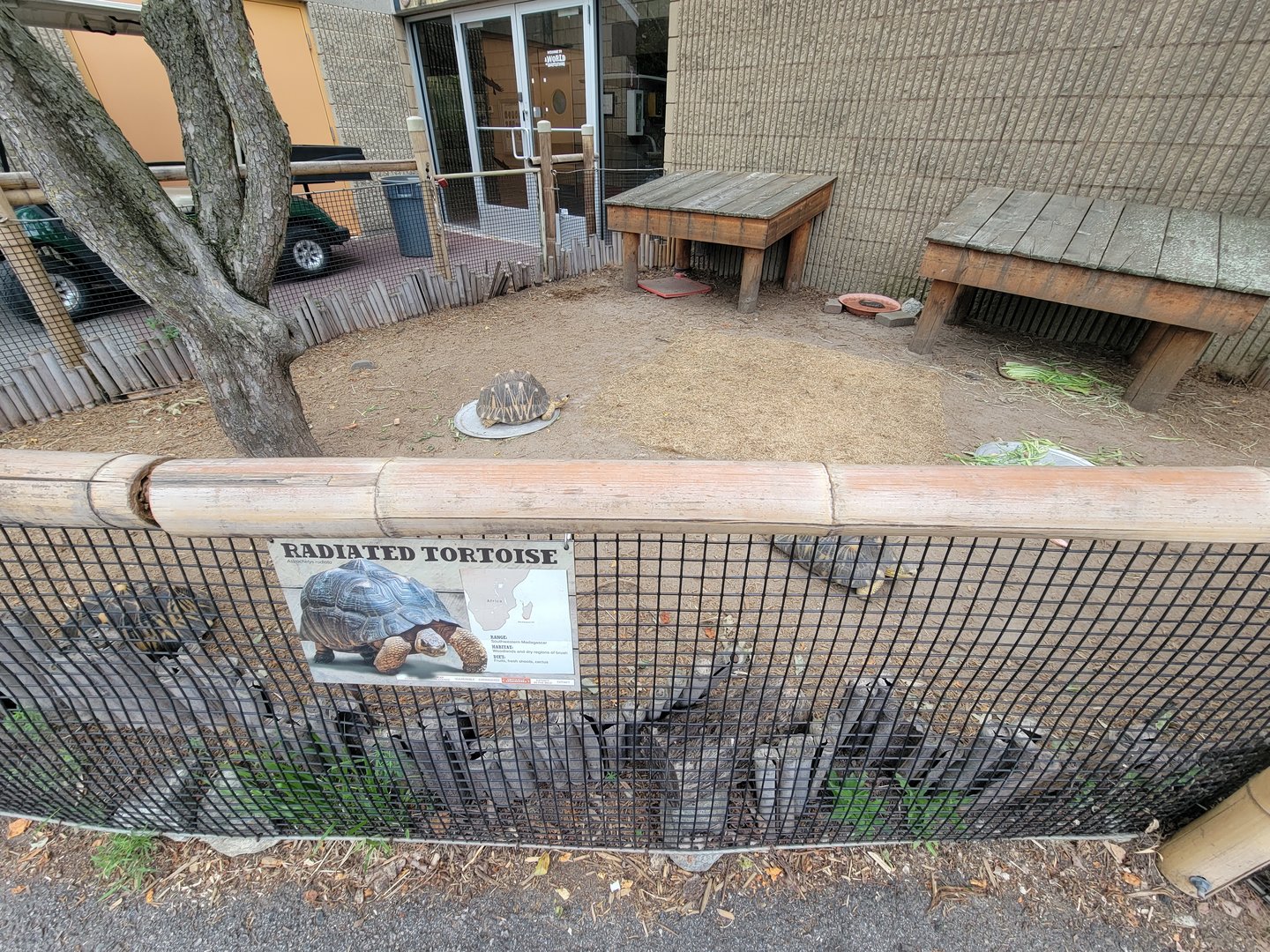 RWPZ 7/22 - Radiated tortoises