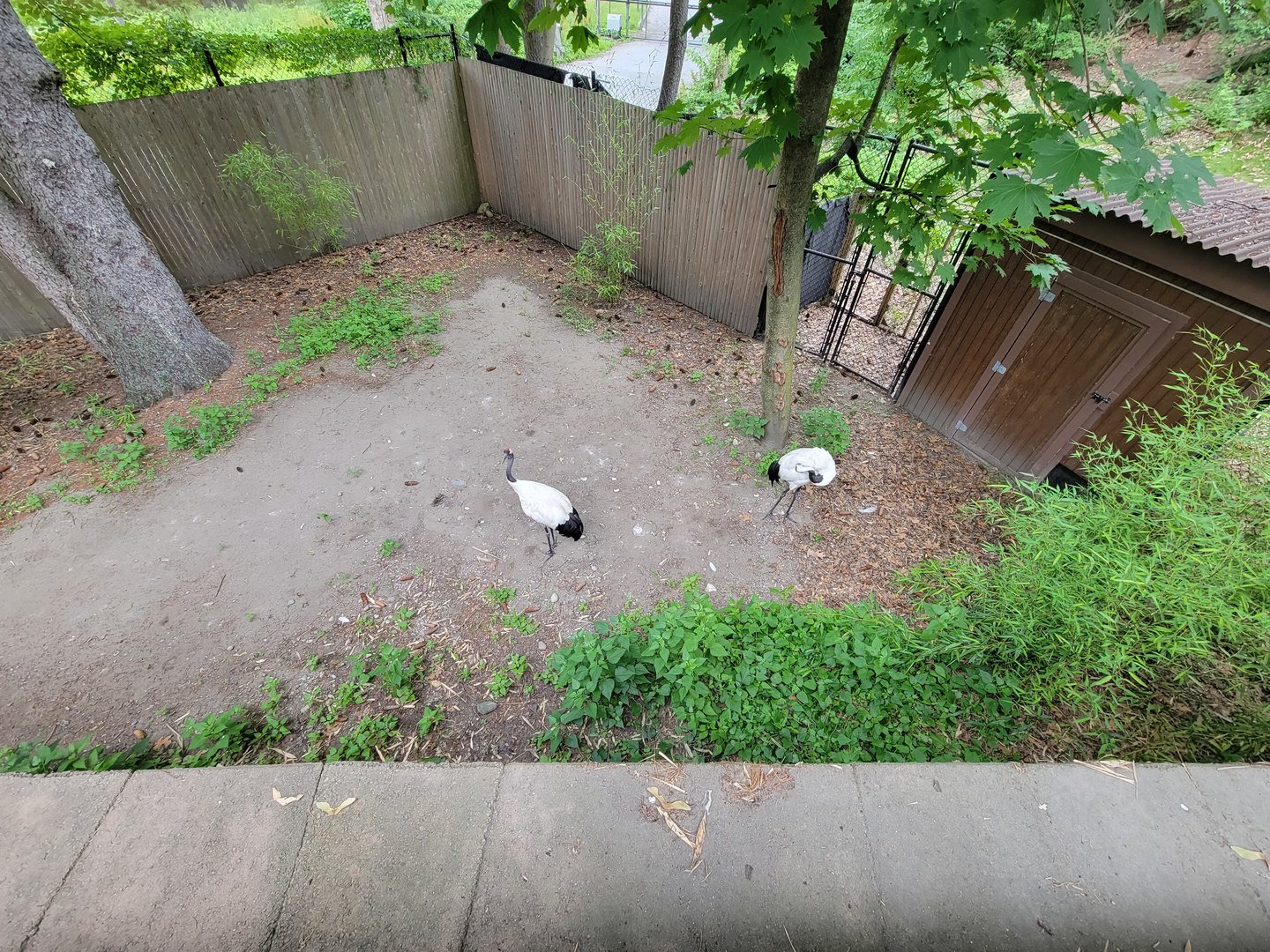 RWPZ 7/22 - Red-crowned crane