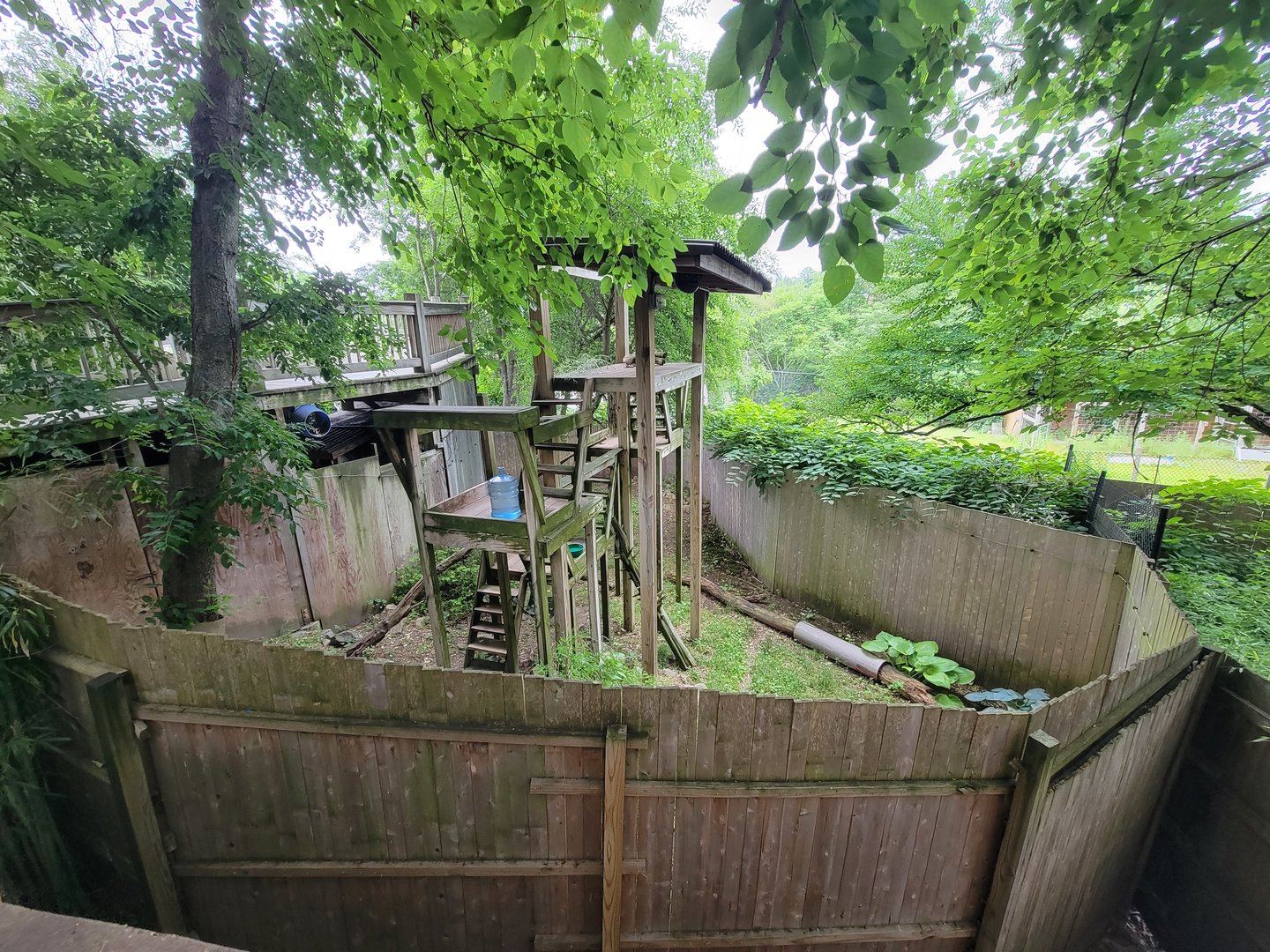 RWPZ 7/22 - Red Panda