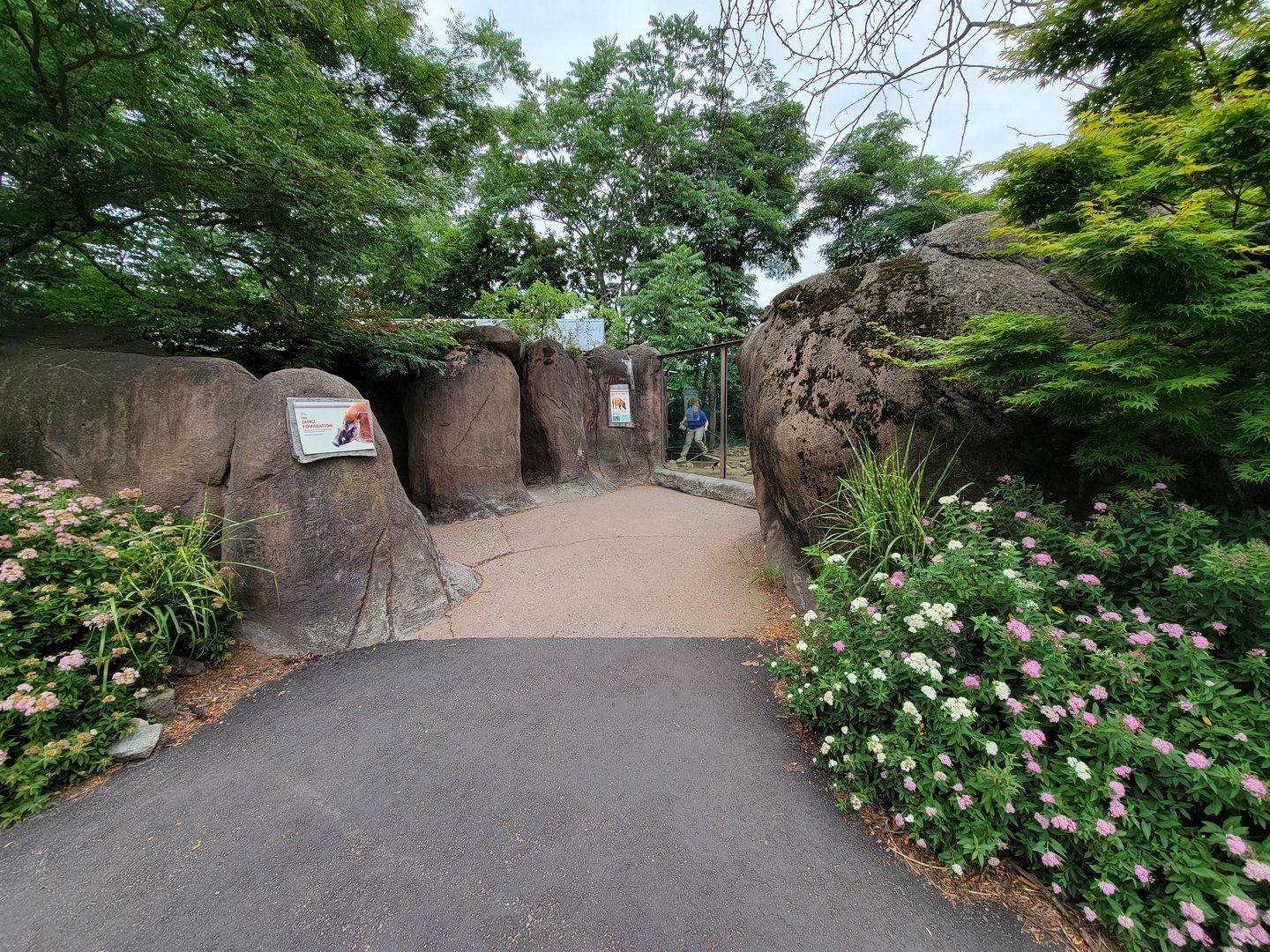 RWPZ 7/22 - Red river hogs