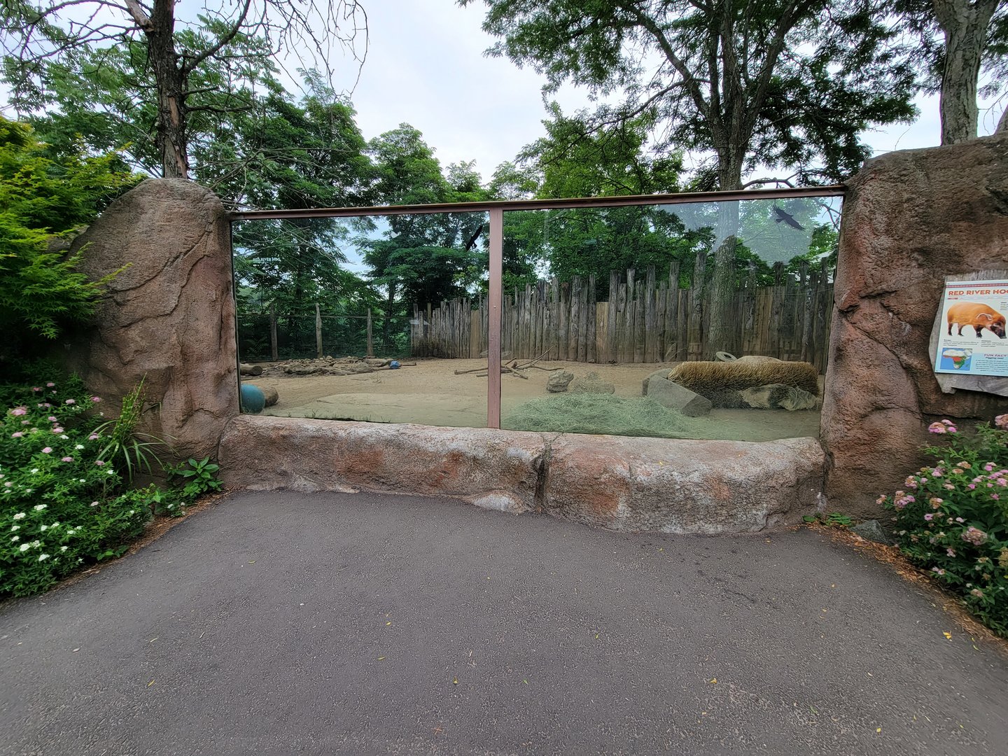 RWPZ 7/22 - Red river hogs