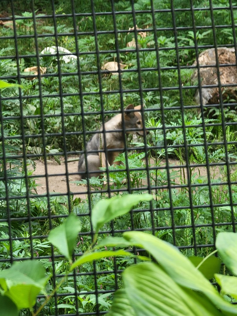 RWPZ 7/22 - Red wolf pup