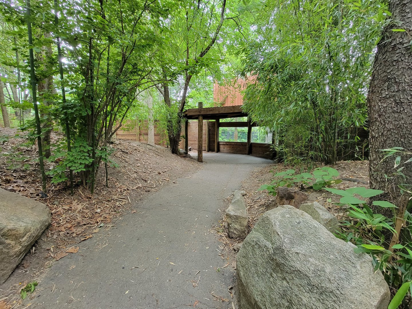 RWPZ 7/22 - Second cheetah viewing window