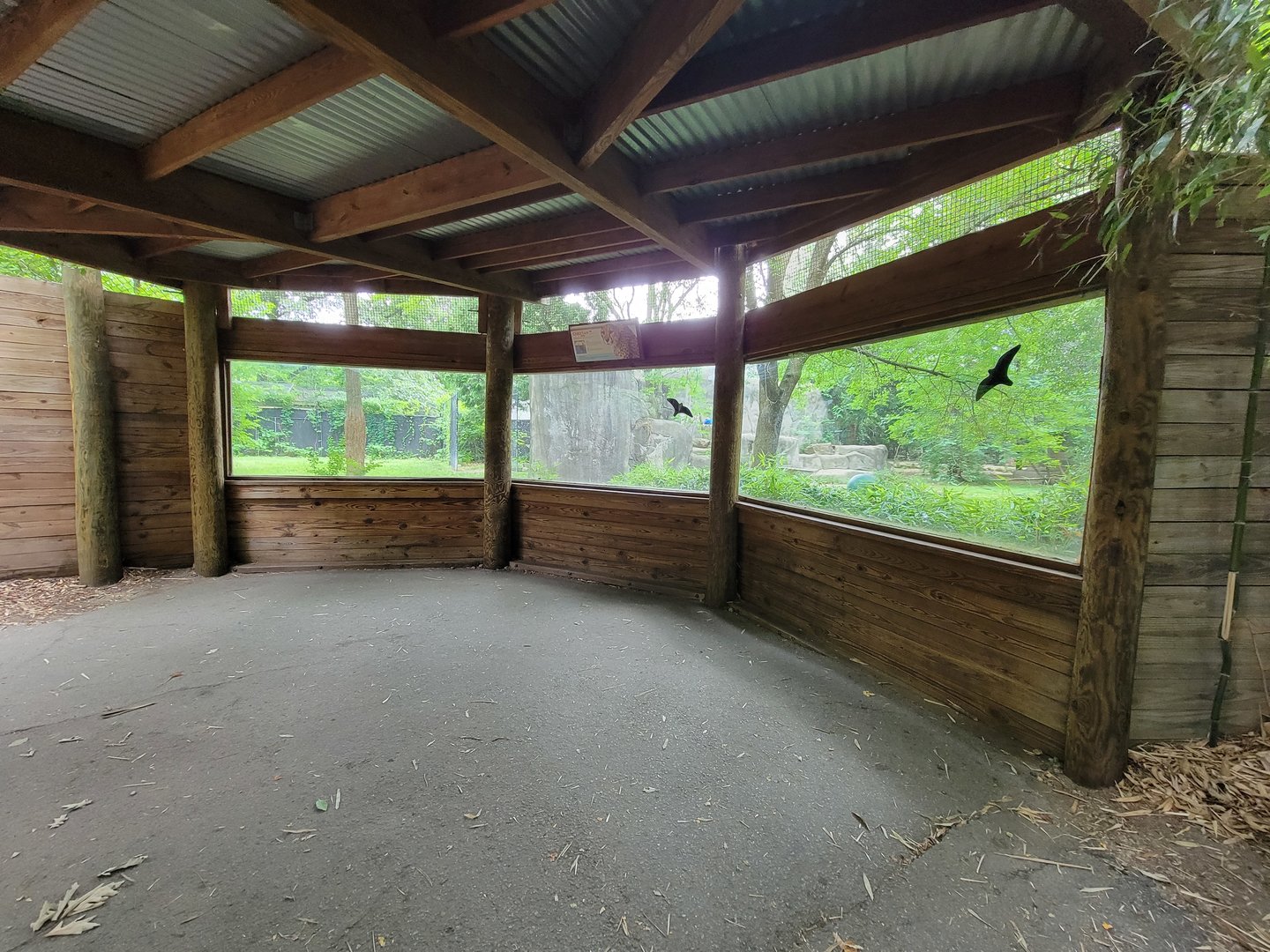 RWPZ 7/22 - Second cheetah viewing window