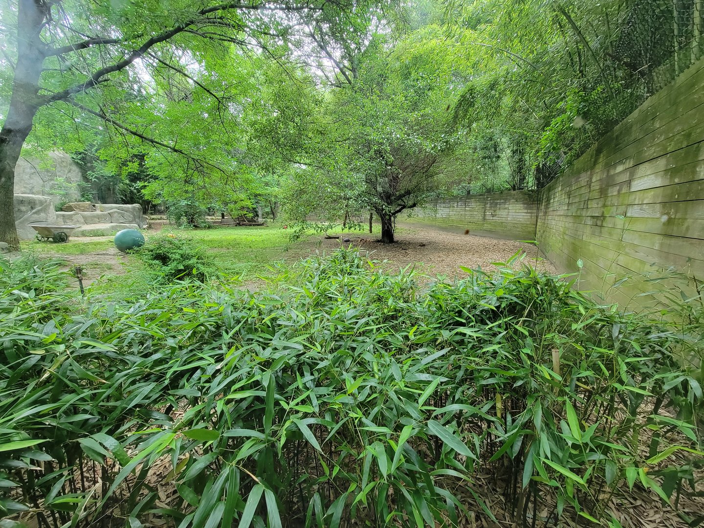 RWPZ 7/22 - Second cheetah viewing window