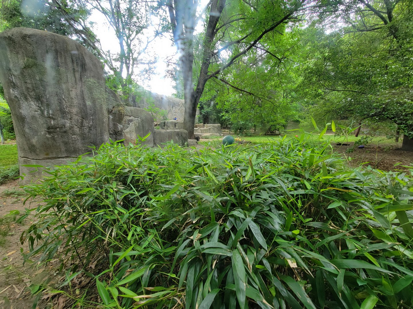 RWPZ 7/22 - Second cheetah viewing window