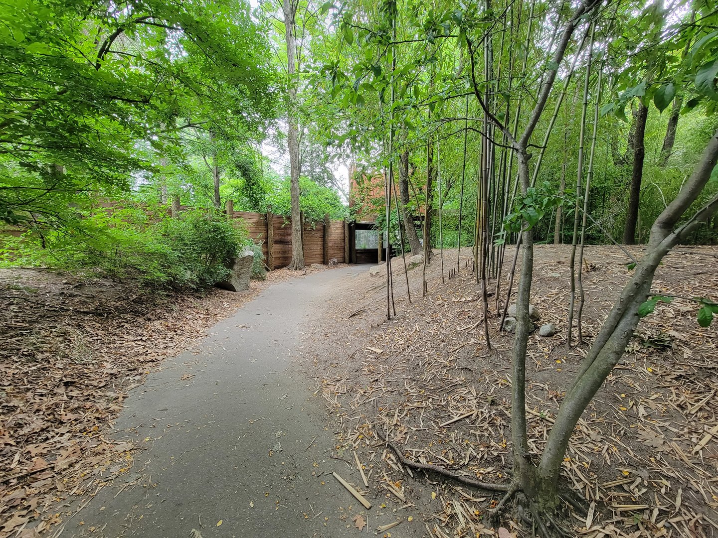 RWPZ 7/22 - Second cheetah viewing window