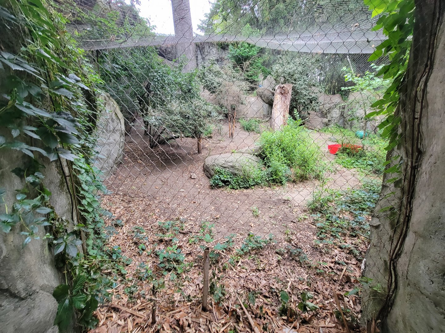 RWPZ 7/22 - Snow leopard