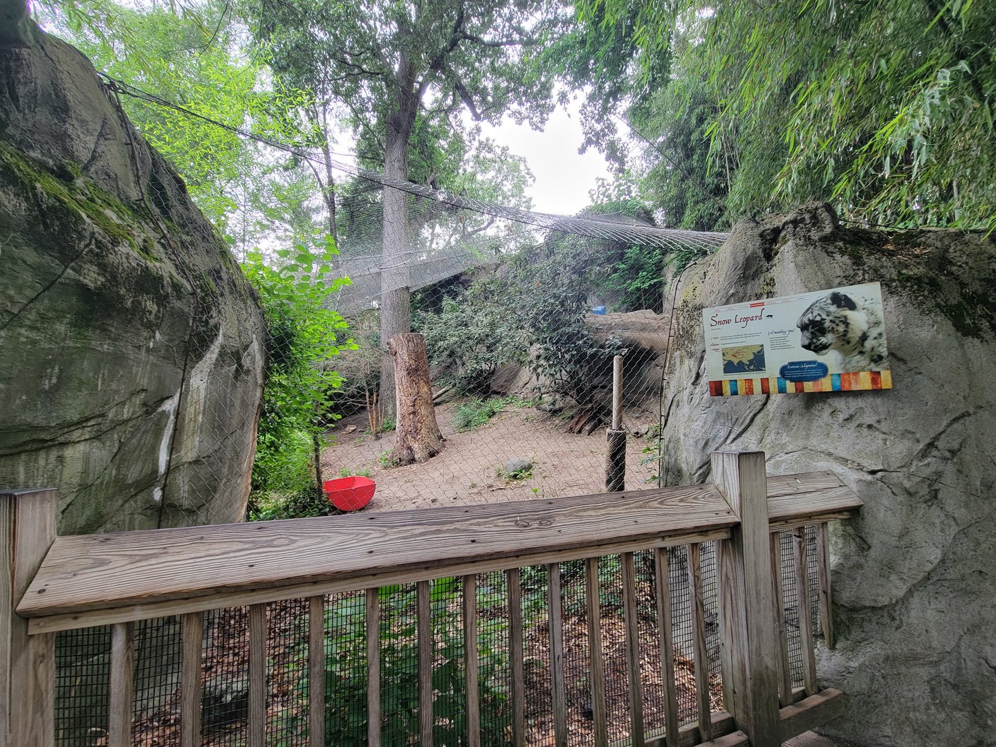 RWPZ 7/22 - Snow leopard