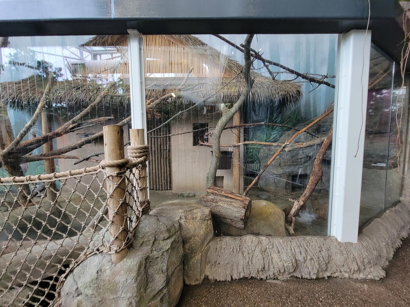 RWPZ 7/22 - Southern tamandua, keel-billed toucan