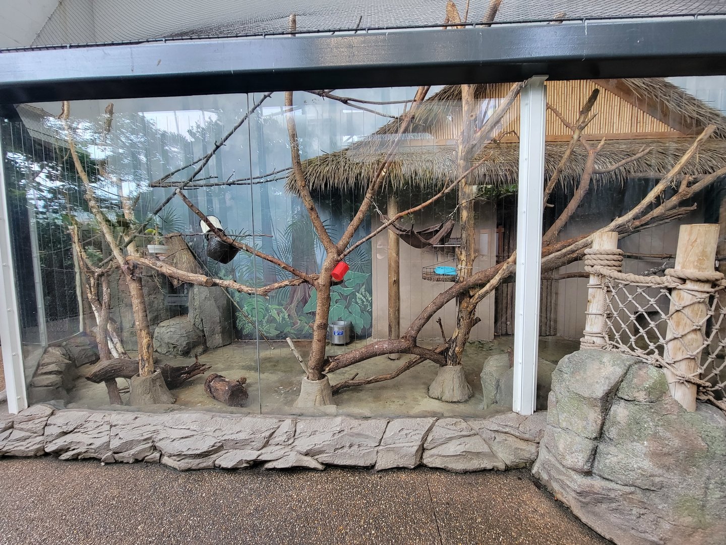 RWPZ 7/22 - Southern tamandua, keel-billed toucan