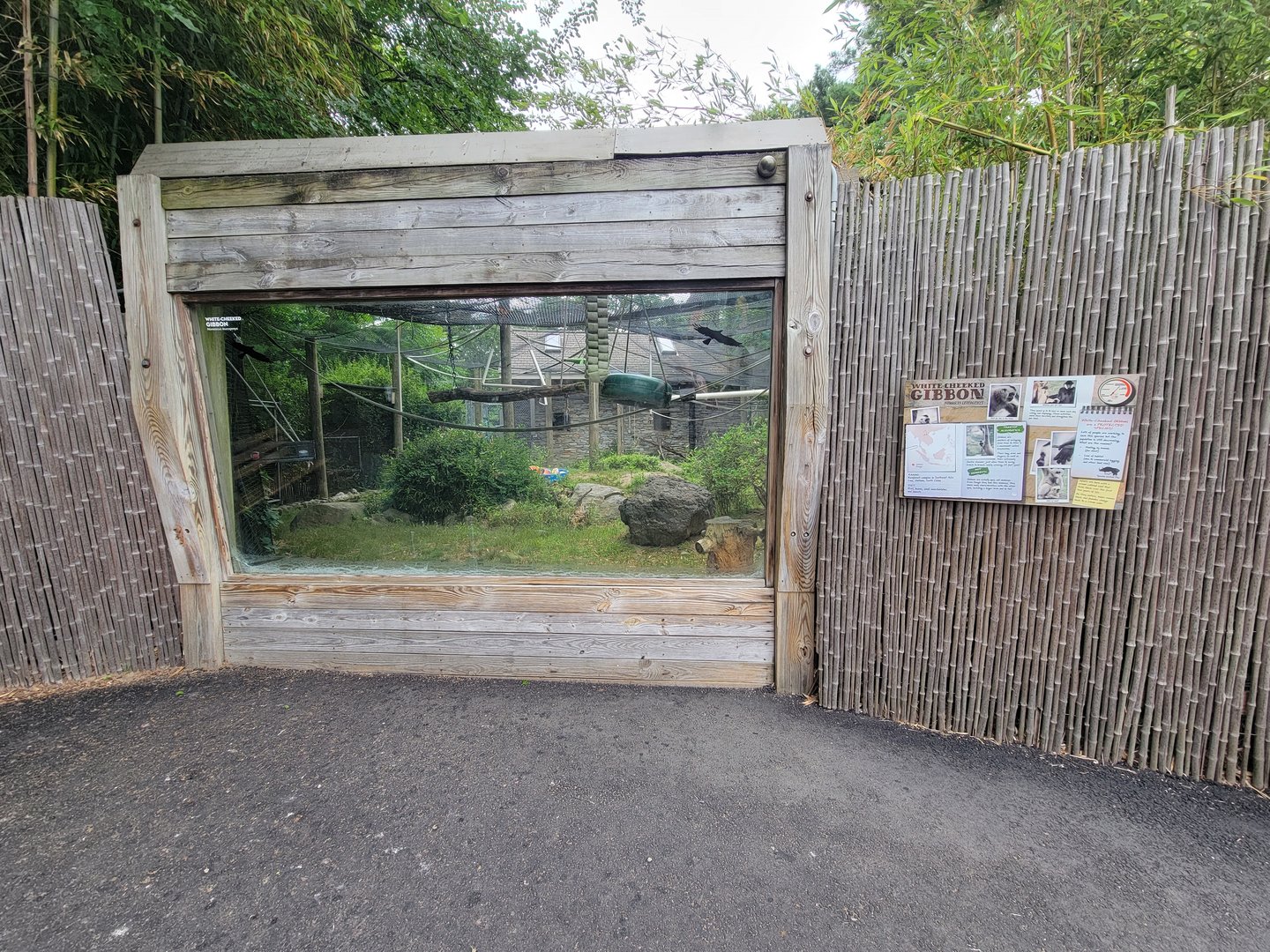 RWPZ 7/22 - White-cheeked gibbons, first window