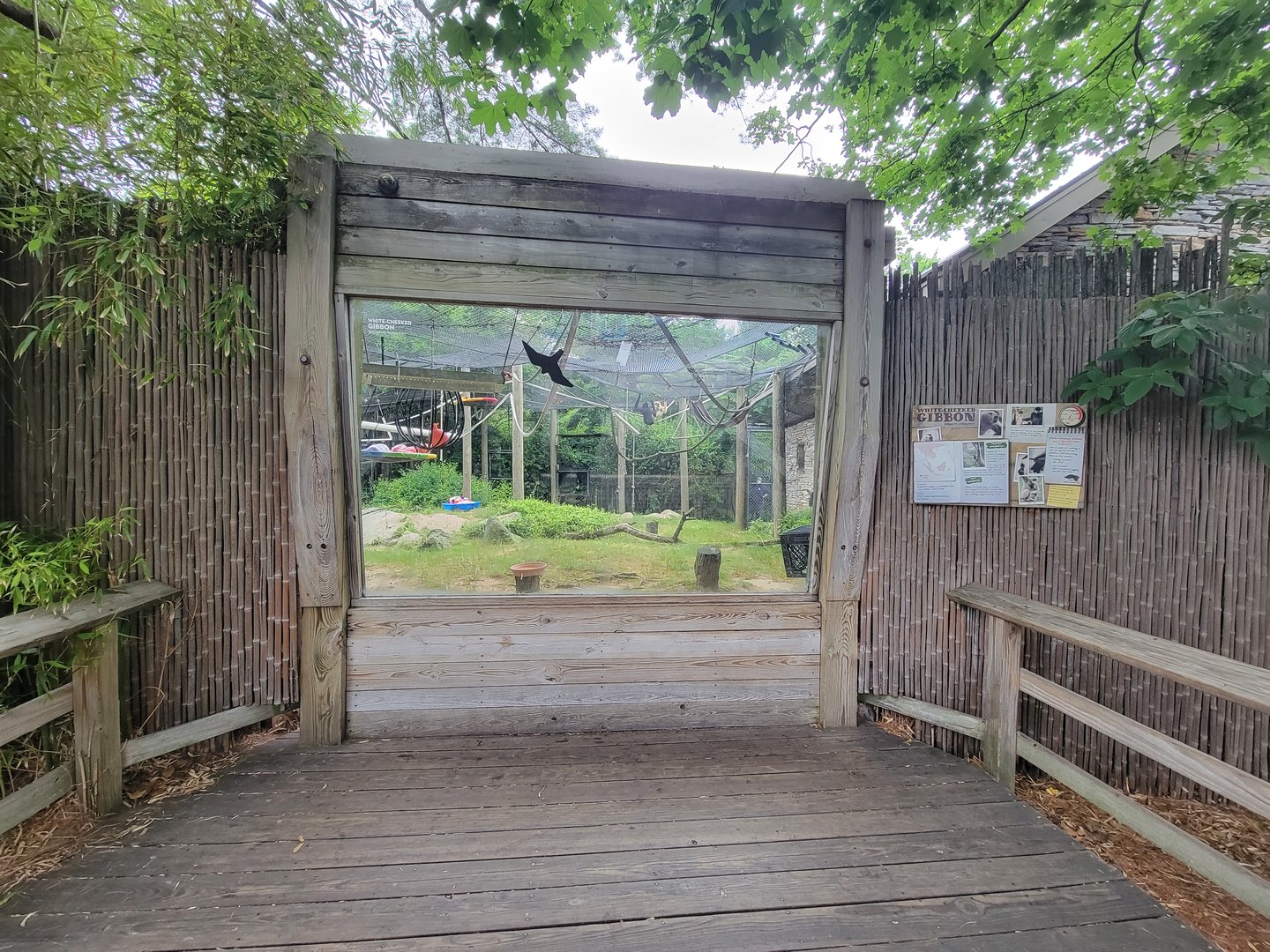 RWPZ 7/22 - White cheeked gibbons, second window