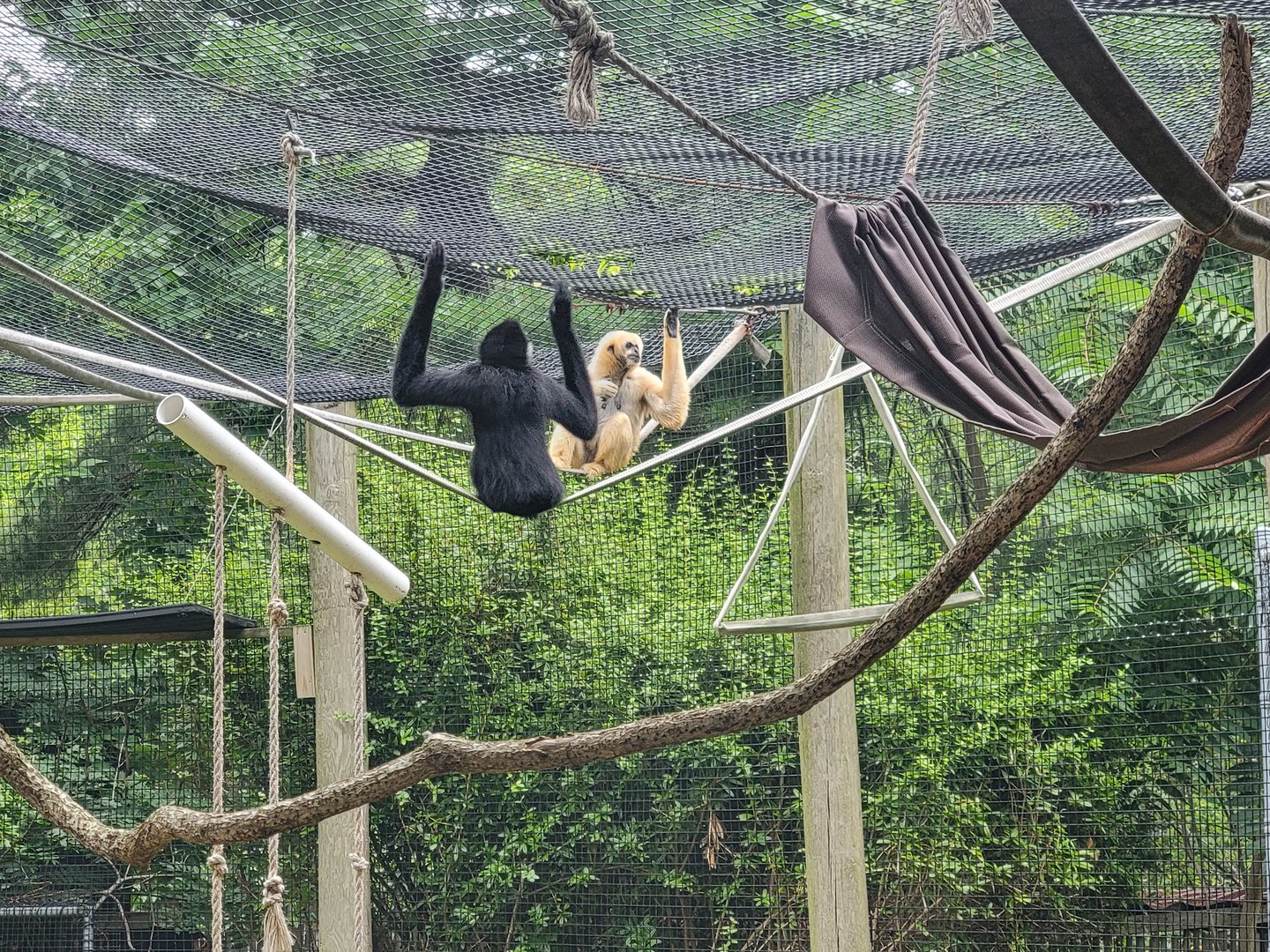 RWPZ 7/22 - White-cheeked gibbons