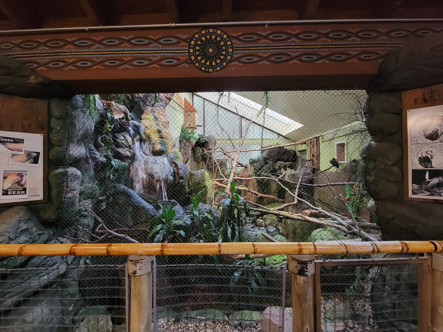 RWPZ 7/22 - Wrinkled hornbill