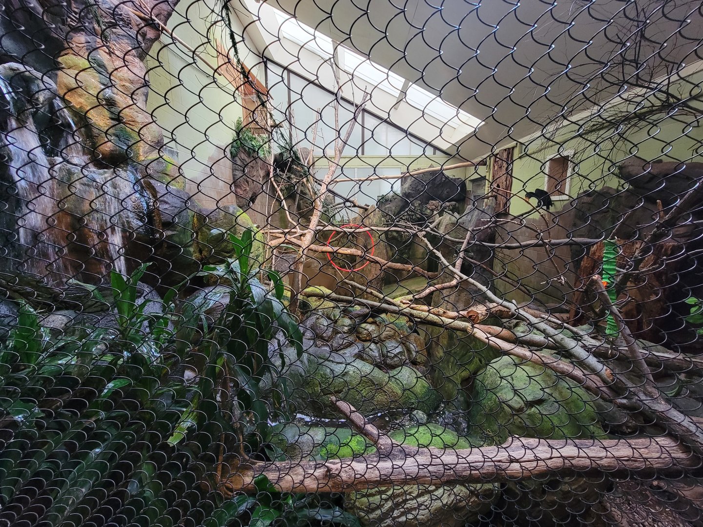 RWPZ 7/22 - Wrinkled hornbill