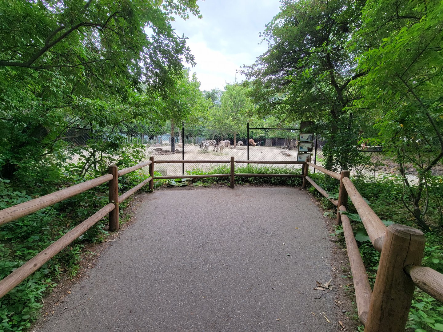 RWPZ 7/22 - Zebra, Wildebeest, Watusi