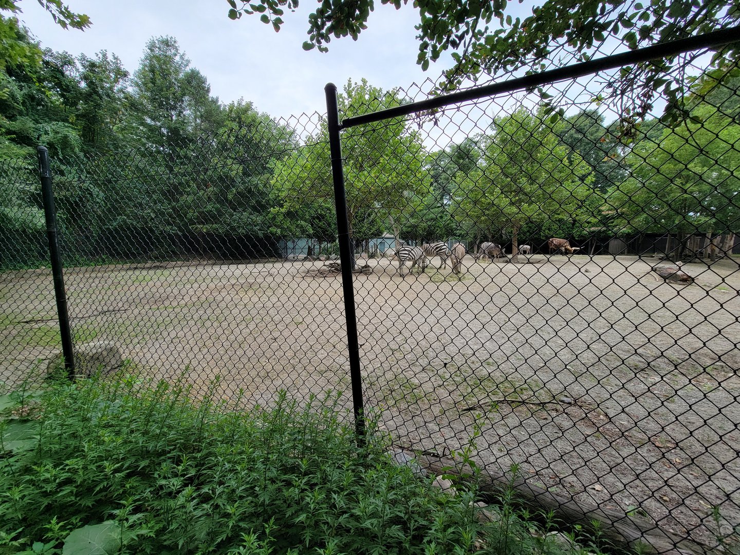 RWPZ 7/22 - Zebra, Wildebeest, Watusi