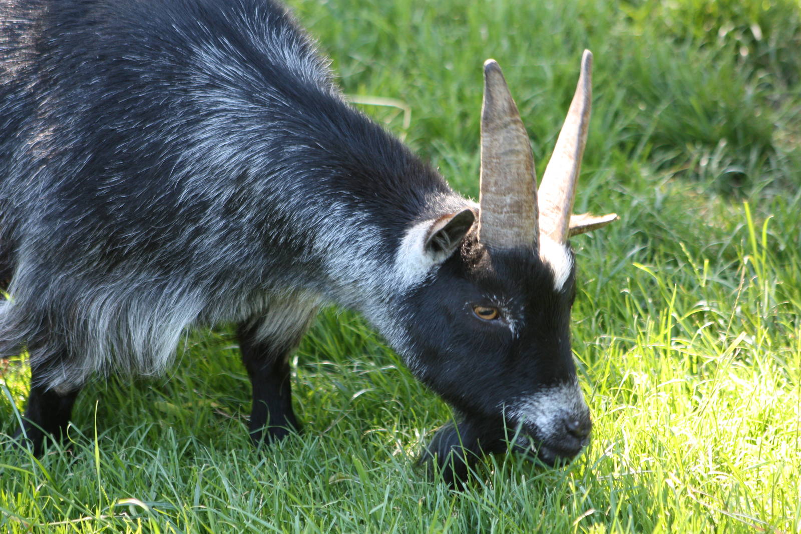 Ryal, 29th June 2014