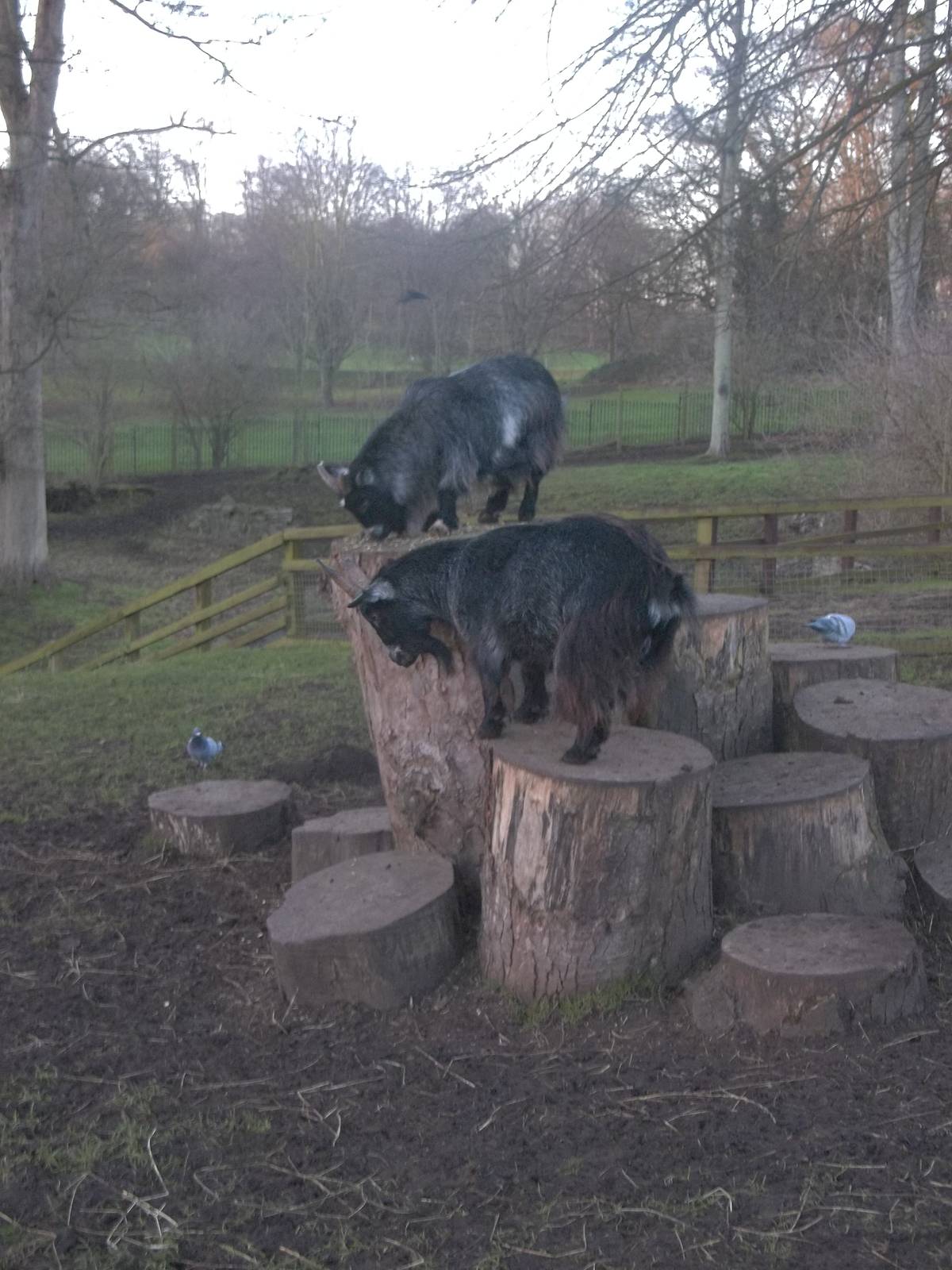 Ryal and Angel on Goat Mountain, 4th January 2015