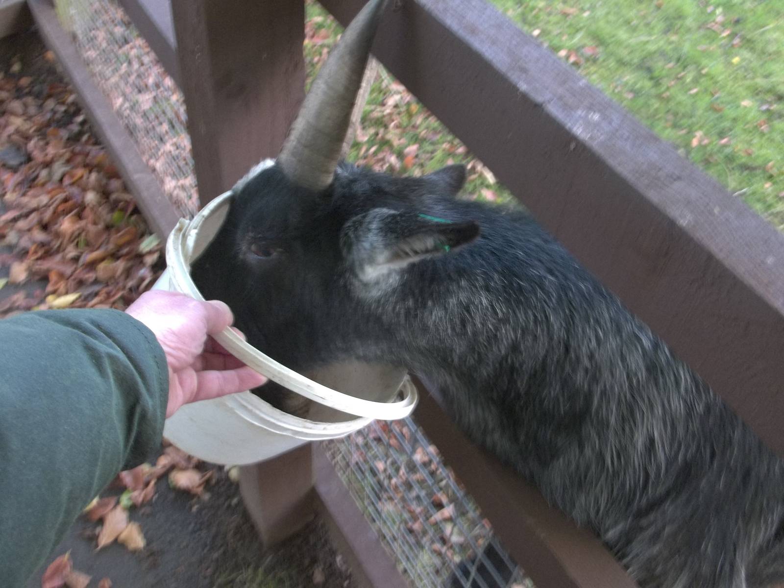 Ryal searches for a morsel, 9th November 2014