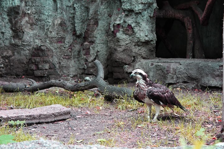 Rybołów (Pandion haliaetus)