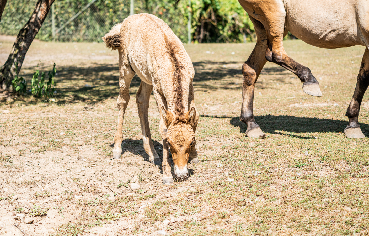 Ryder the male baby Przewalski's Horse