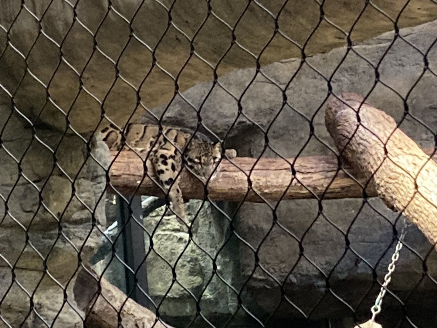 Ryker the Clouded Leopard