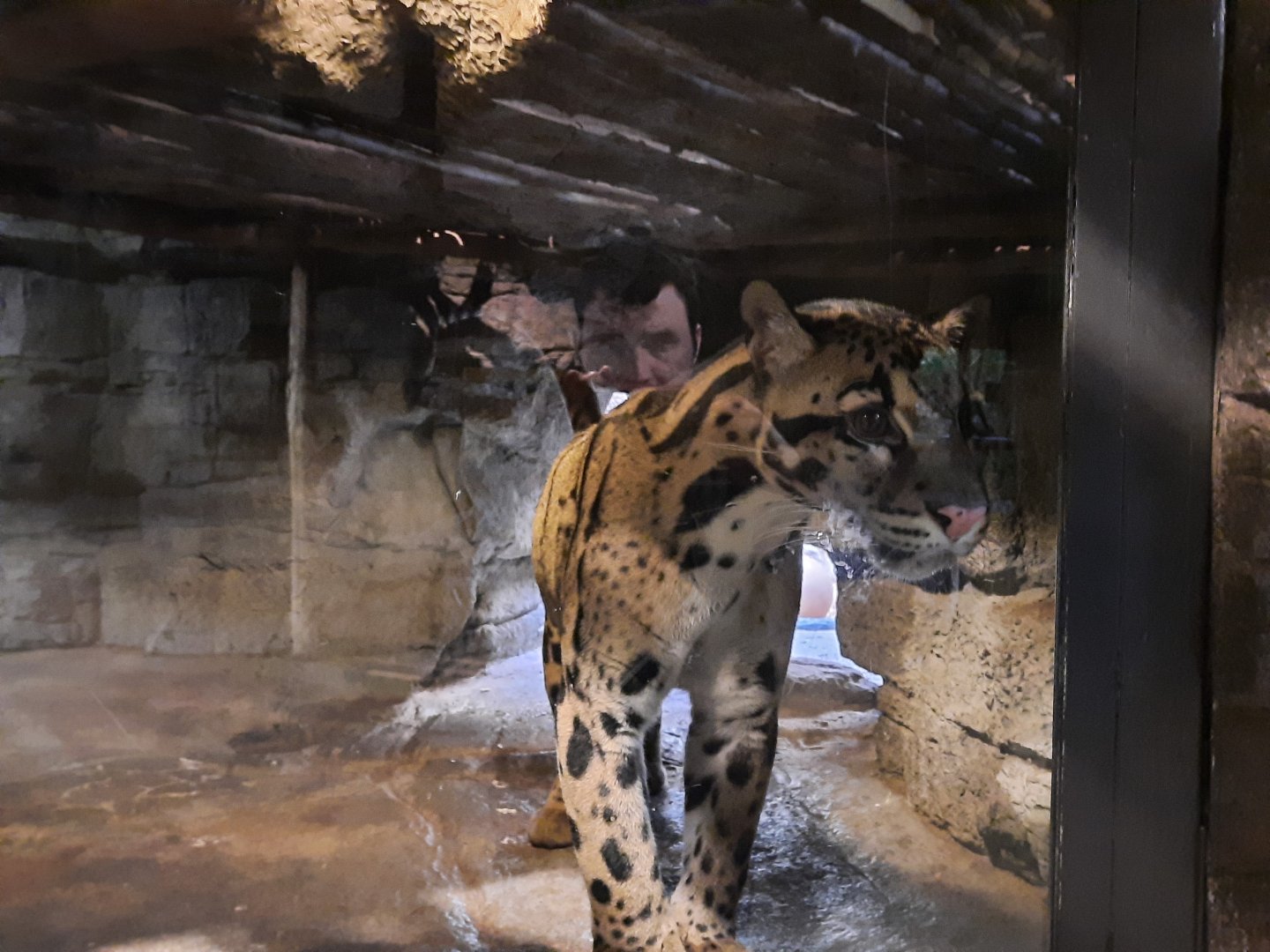 Ryker the Clouded Leopard