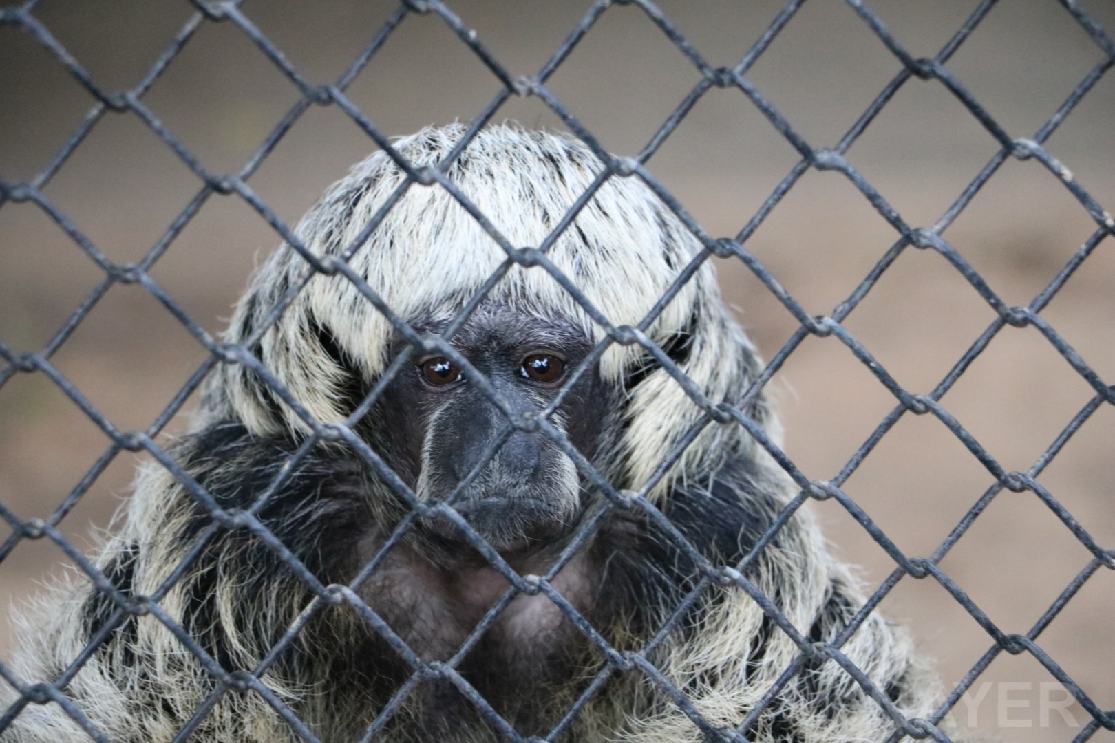Rylands' bald-faced saki?, April 2016