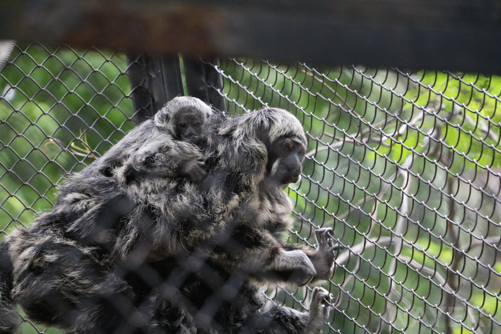 Rylands' bald-faced saki with (hybrid) young, April 2016