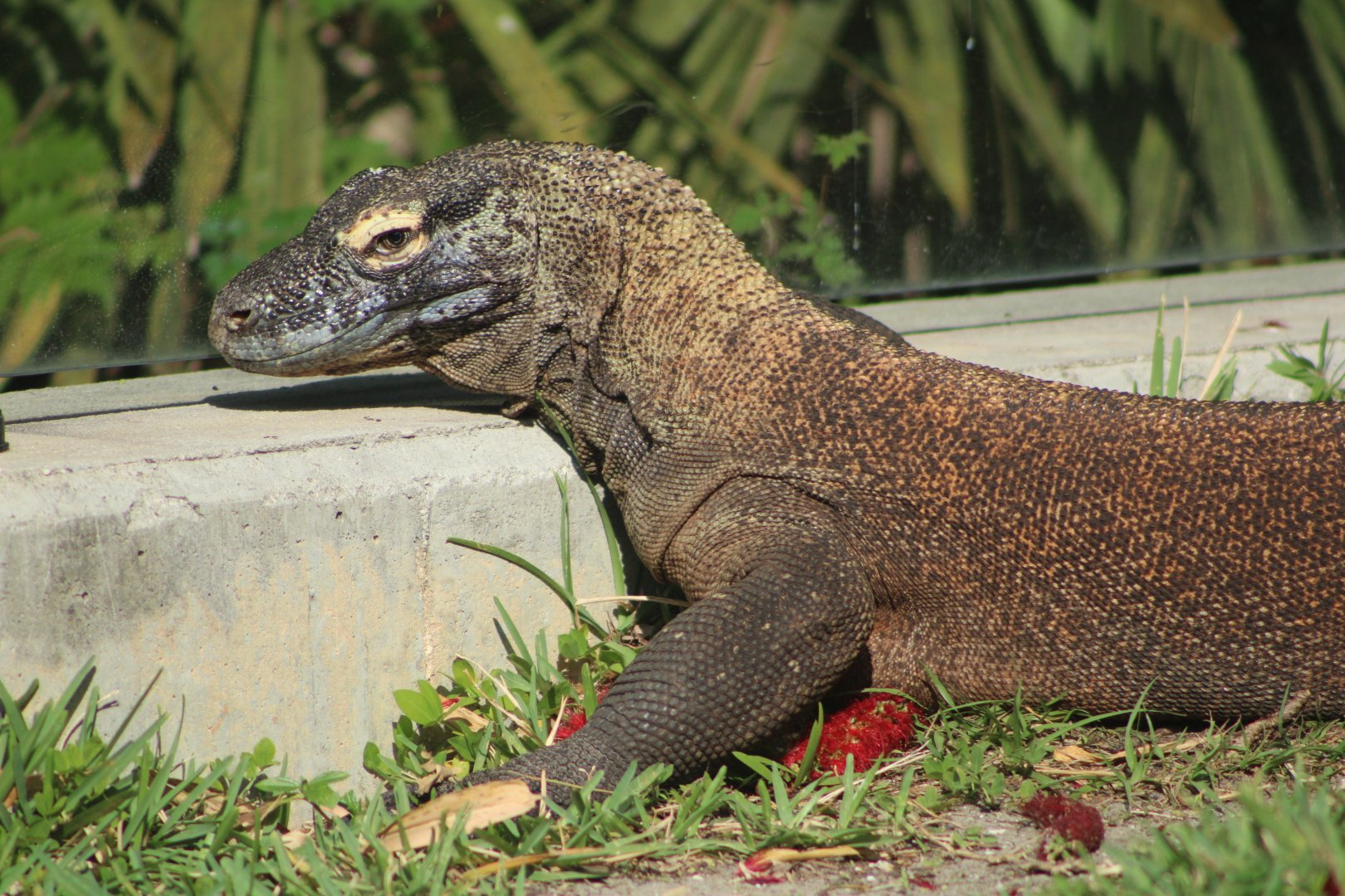 Ryu the Komodo Dragon (Varanus komodensis)